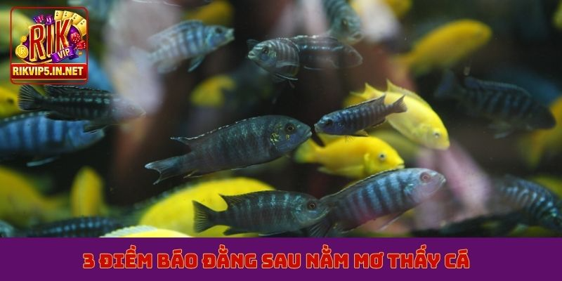 3 điềm báo đằng sau nằm mơ thấy cá